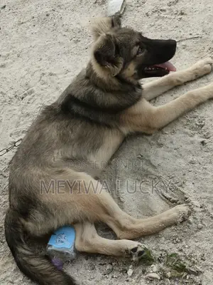 1-3 months Female Mixed Breed German Shepherd