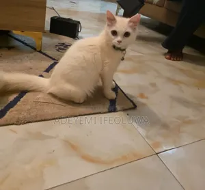 1-3 months Male Purebred Persian