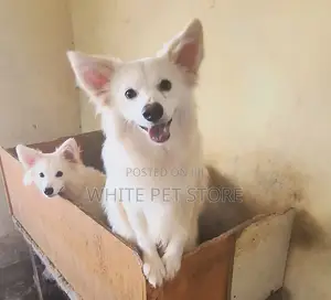 6-12 months Male Purebred American Eskimo
