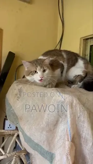 1+ year Male Purebred Turkish Angora