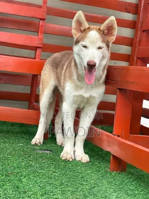 3-6 months Male Purebred Siberian Husky