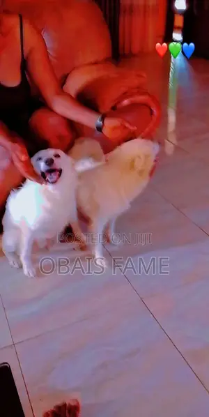 1+ year Male Purebred American Eskimo