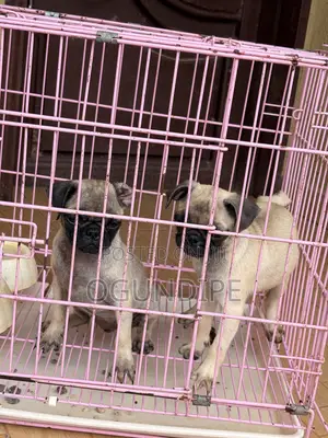 1-3 months Female Purebred Pug