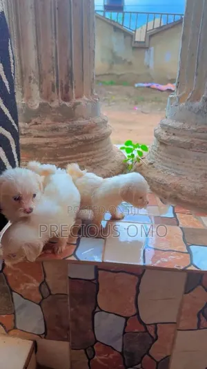 1-3 months Male Purebred Lhasa Apso