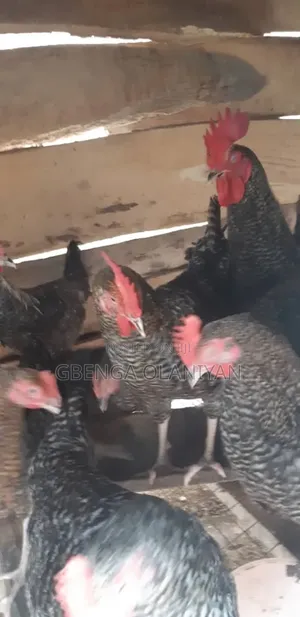 Plymouth Chicken