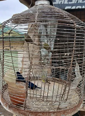 Canary Birds