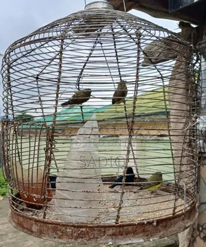 Canary Birds