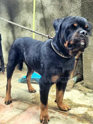 1+ year Male Purebred Rottweiler