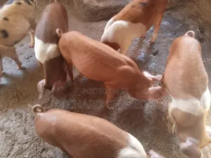 Duroc Crossbreed Piglets
