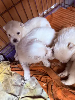 0-1 month Male Purebred American Eskimo