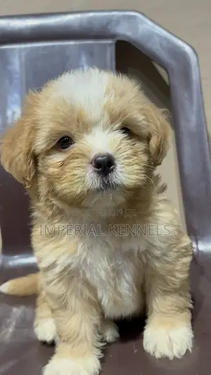 1-3 months Male Purebred Lhasa Apso