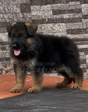 1-3 months Male Purebred German Shepherd