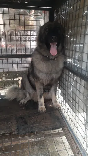 1+ year Female Purebred Caucasian Shepherd