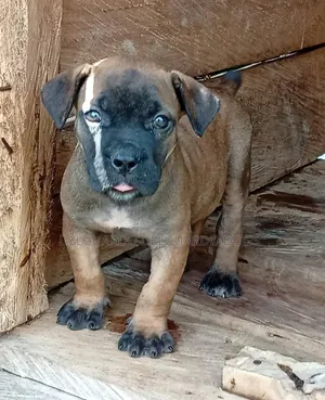 1-3 months Male Purebred Boerboel