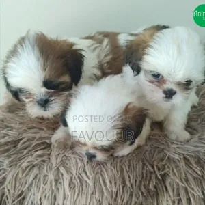 1-3 months Female Purebred Lhasa Apso