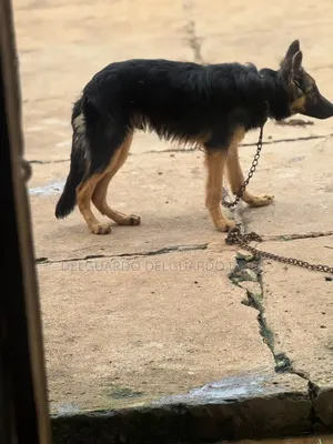 1-3 months Male Purebred German Shepherd