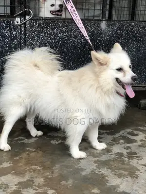 1+ year Male Purebred American Eskimo