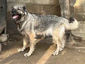 1+ year Female Purebred Caucasian Shepherd