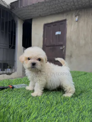 1-3 months Male Purebred Lhasa Apso