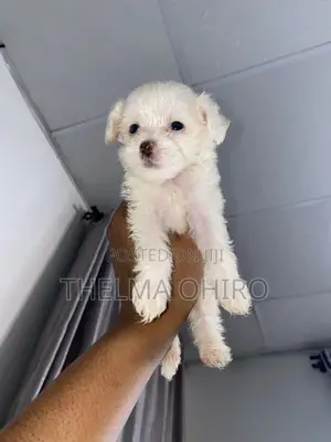 1-3 months Female Purebred Lhasa Apso