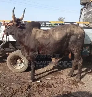 Healthy Cow