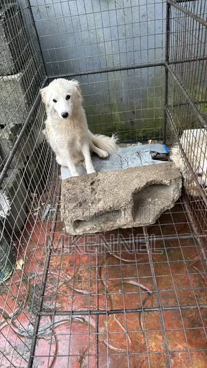 6-12 months Female Purebred American Eskimo