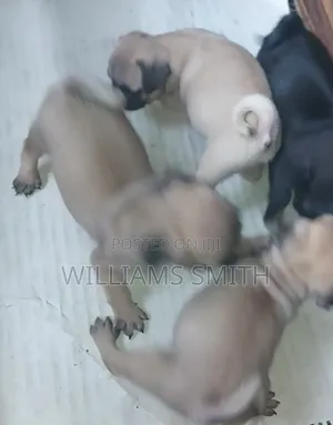 1-3 months Female Purebred Pug