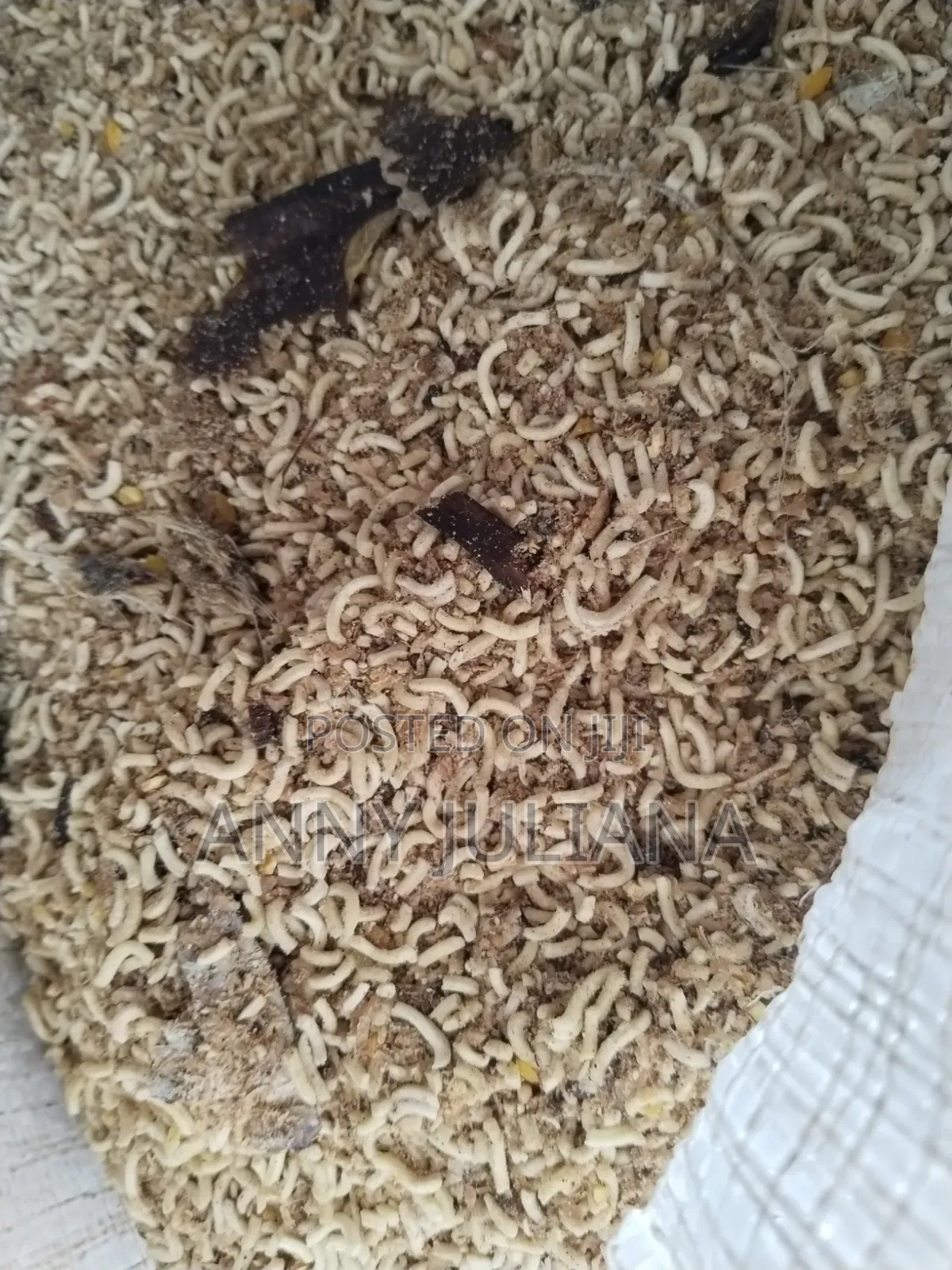 Dog Mixed Indomine