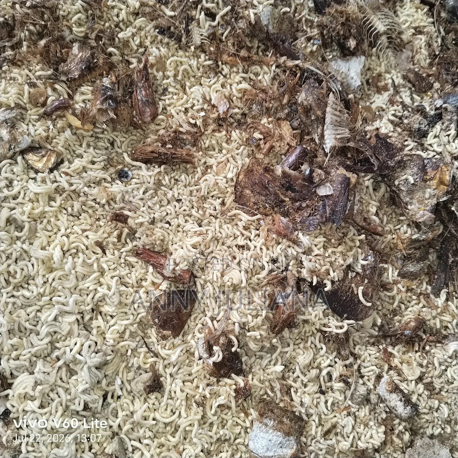 Dog Mixed Indomine
