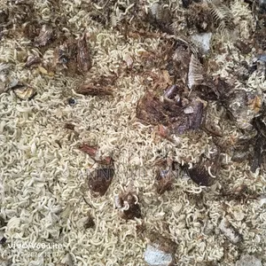 Dog Mixed Indomine