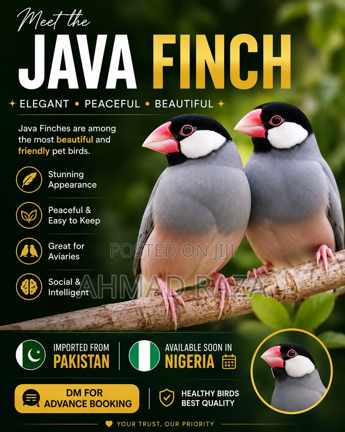 Silver Java Finch