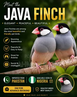 Silver Java Finch