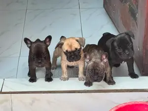 0-1 month Male Purebred French Bulldog