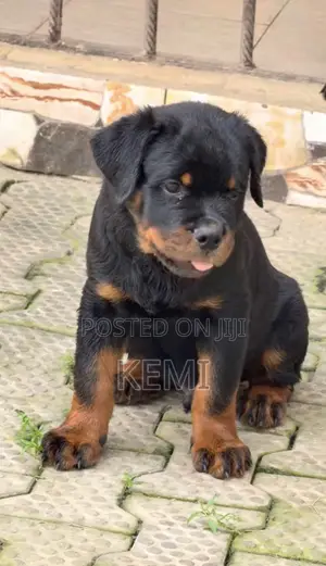 1-3 months Male Purebred Rottweiler