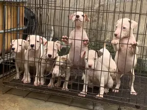 1-3 months Male Purebred American Pit Bull Terrier