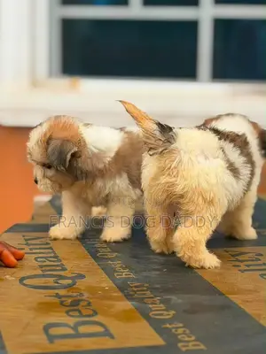 1-3 months Male Purebred Lhasa Apso