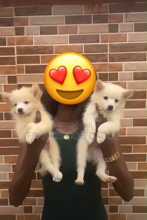 1-3 months Female Purebred American Eskimo