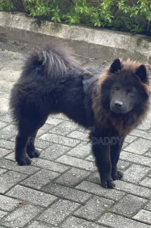 6-12 months Male Purebred Chow Chow