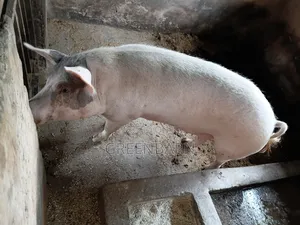 Land Race Mother Pig