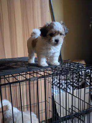 1-3 months Male Purebred Lhasa Apso