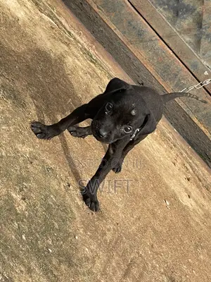 1-3 months Female Purebred Cane Corso