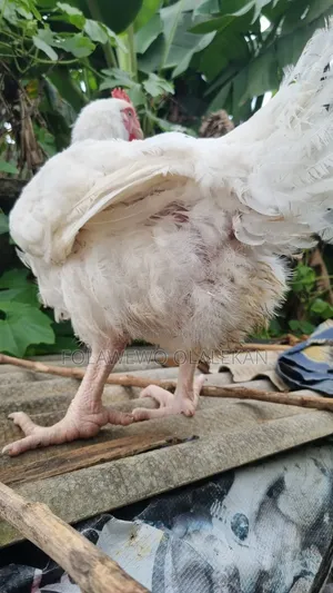 Chickens for Sale