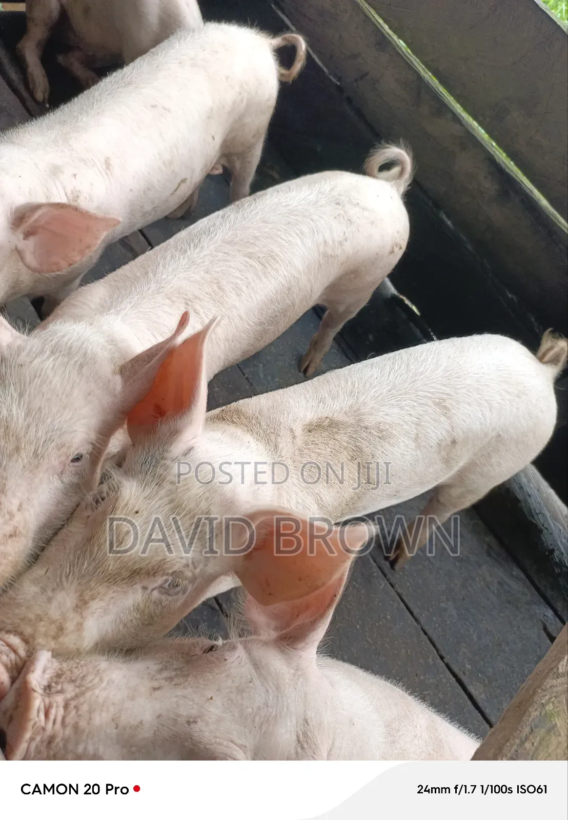 Dbrown Farm