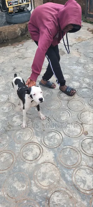 1-3 months Male Purebred American Pit Bull Terrier