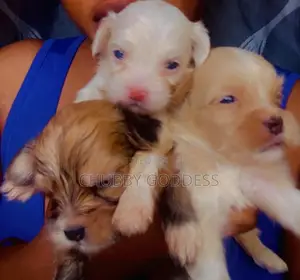 0-1 month Female Purebred Lhasa Apso