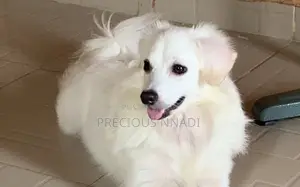 6-12 months Male Purebred American Eskimo
