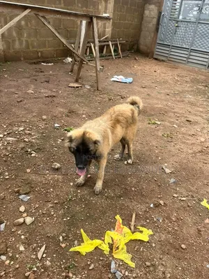 1-3 months Male Purebred Caucasian Shepherd