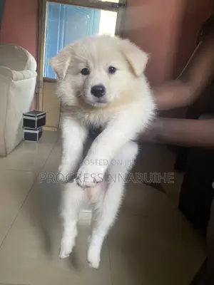 1-3 months Female Purebred American Eskimo