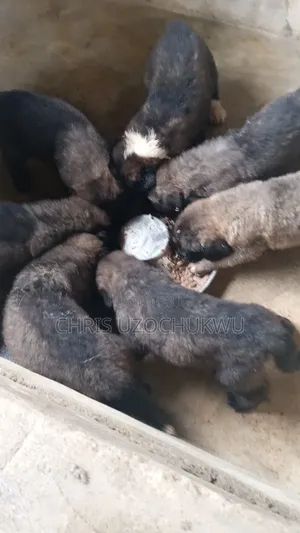 1-3 months Male Purebred Caucasian Shepherd