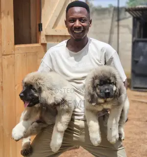 1-3 months Female Purebred Caucasian Shepherd